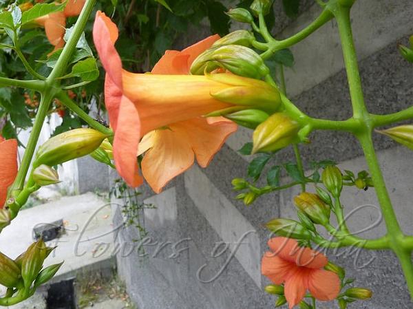 Madame Galen Trumpet Creeper